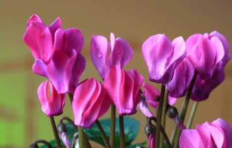 仙客来有毒吗（仙客来有毒吗 适合在客厅养吗）