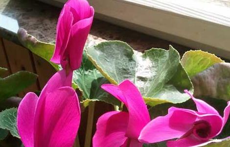 仙客来的花语是什么 仙客莱的花语