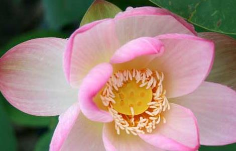 描写荷花的诗句有哪些（写菊花的诗句有什么）