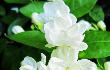 茉莉花花语和传说 茉莉花的花语和传说
