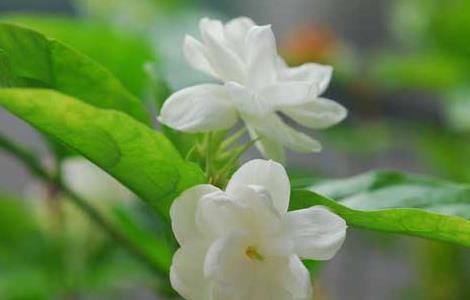 如何自制茉莉花肥 自制茉莉花肥料的做法和配方