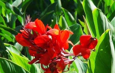 美人蕉的花语是什么（美人蕉花语诗词）