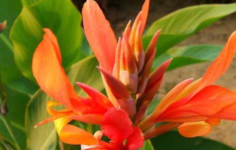 美人蕉盆栽养殖方法（美人蕉盆栽养殖方法?）