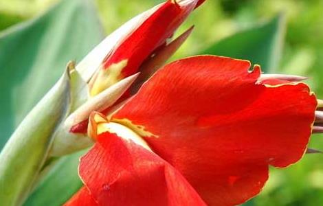 美人蕉有毒吗（美人蕉可以吃吗）