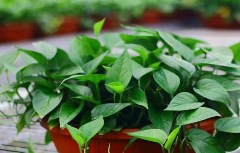 绿萝花语是什么 绿萝花语是什么意思