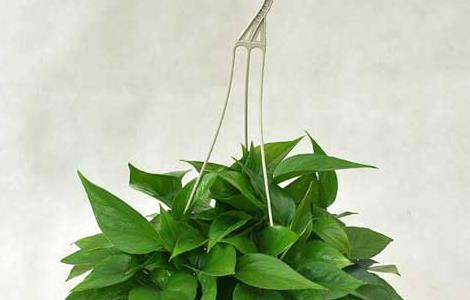 绿萝的品种分类有哪些（绿萝的品种都有哪些）