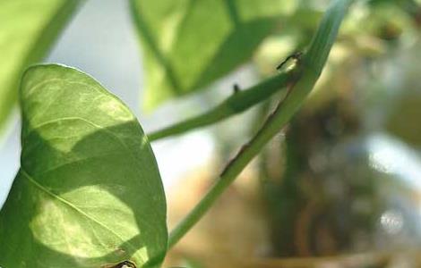 绿萝叶子有黑斑怎么办 绿萝的叶子上有黑斑应该怎么办