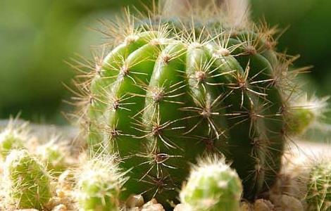 仙人球有毒吗（多肉植物图片大全）