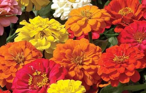 百日草的种植方法 百日草的种植方法和注意事项