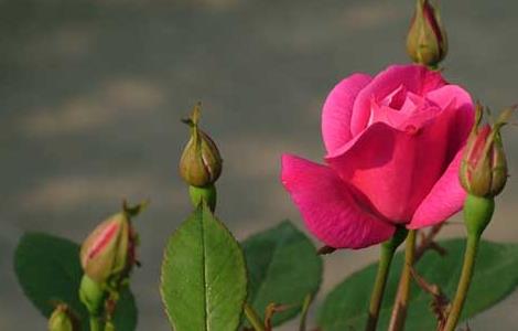 月季花的栽培技术（月季花的栽培技术,最佳种植时间?）