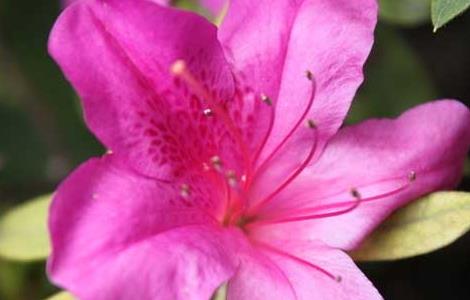 杜鹃花的种植技术(杜鹃花的种植技术和管理)