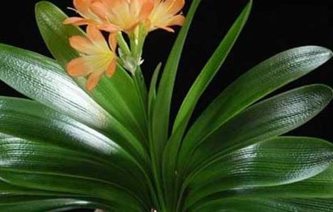 君子兰种植栽培要点及管理措施（君子兰的栽培技术和管理方法）