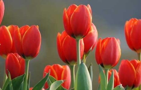 郁金香的种植技术（郁金香种植技术及管理）