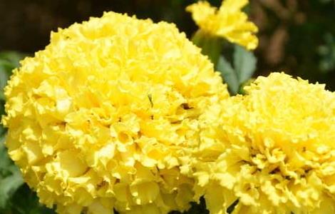 万寿菊高效种植技术 万寿菊种植方法