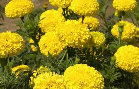 万寿菊种植技术