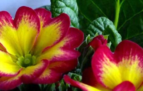 报春花栽培技术（报春花怎么种植繁殖）