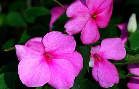 凤仙花栽培技术 凤仙花栽培技术是什么