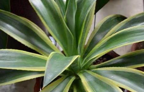 龙舌兰栽培技术 龙舌兰的栽培与养护