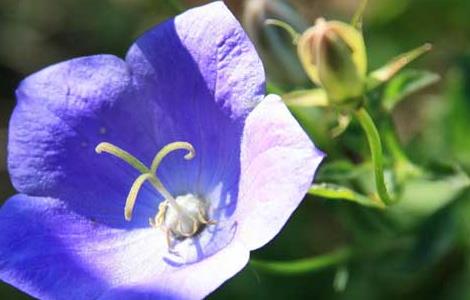 紫罗兰栽培技术（紫罗兰栽培技术与管理）