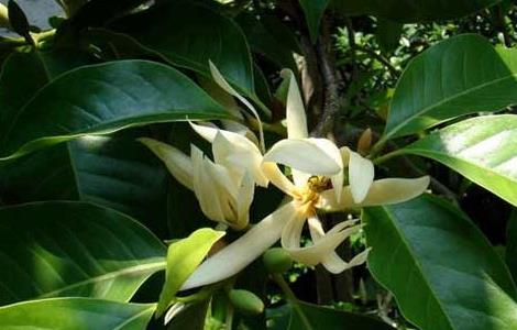 白兰花的栽培技术 白兰花的栽培技术与管理