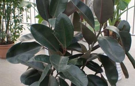 橡皮树的养殖方法 橡皮树的养殖方法和浇水