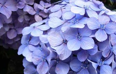 绣球花的花语是什么（蓝色绣球花的花语是什么）