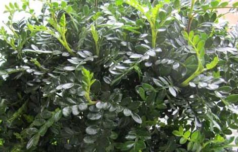 清香木为什么老掉叶（室内如何养好发财树）