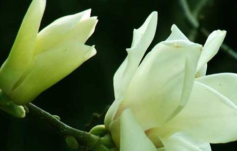 盆栽的白兰花该怎么养?（盆栽白兰花的养殖方法）