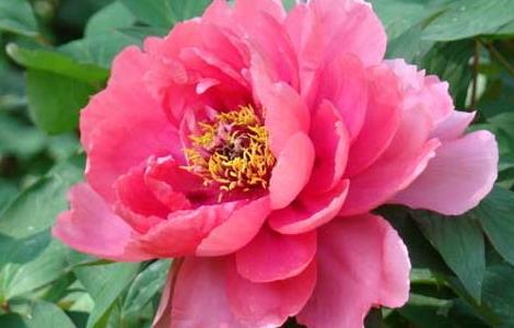 牡丹花的繁殖方法（牡丹花的繁殖方法视频）