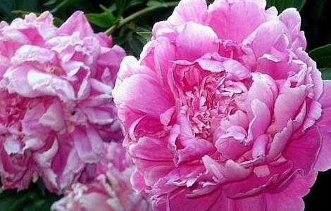 盆栽牡丹花怎么养（家庭盆栽牡丹种植方法）