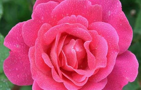 月季花的功效与作用（月季花能泡水喝吗?）