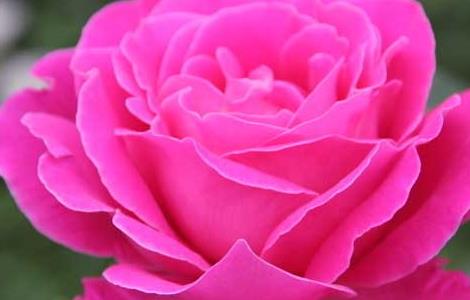 月季花语是什么 月季花的寓意和花语