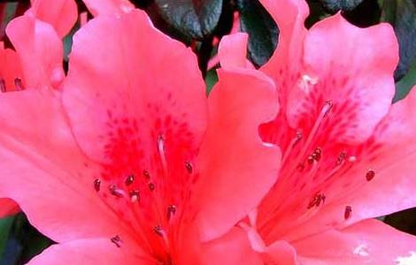 杜鹃花的繁殖方法 杜鹃花的繁殖方法与时间