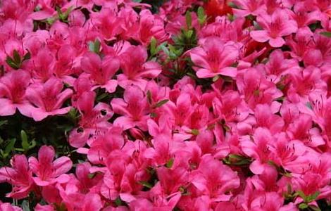 杜鹃花语是什么 杜鹃花语是什么?