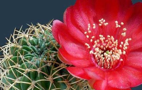 仙人球水培养殖方法（仙人球水培养殖方法和技术）