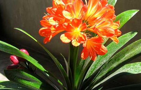 君子兰叶子发黄该怎么办(君子兰叶子发黄怎么办?)