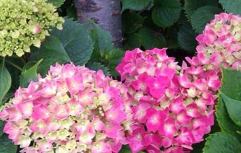 绣球花有毒吗?(绣球花有毒吗家里能养吗)