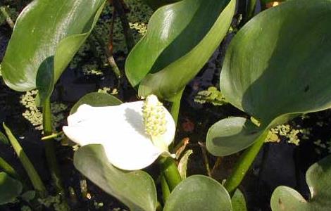 常见的水培植物有哪些（常见的水培植物有哪些图片）