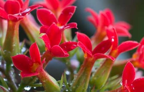 长寿花的养殖方法（长寿花的养殖方法和温度）