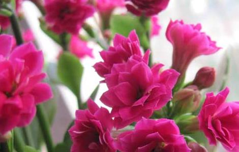 长寿花有毒吗 长寿花有毒吗能放在卧室里吗