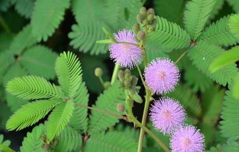 含羞草为什么会害羞呢（含羞草为什么会害羞呢作文）