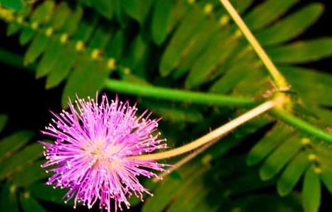 含羞草有毒吗 十种招鬼的花