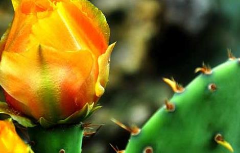 仙人掌防辐射吗(仙人掌防辐射吗,放电脑的什么位置好?)