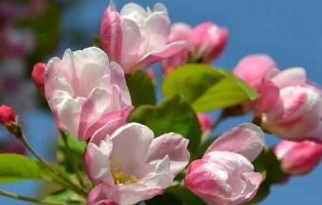 海棠花什么时候开花(四季海棠花图片)