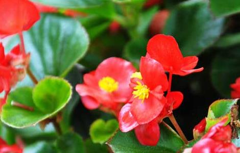 海棠花有毒吗 四季海棠花有毒吗