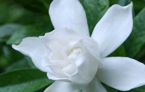 栀子花有毒吗 栀子花有毒吗 适合在室内养吗