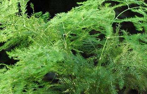 文竹怎么繁殖最好 文竹怎么繁殖最好看