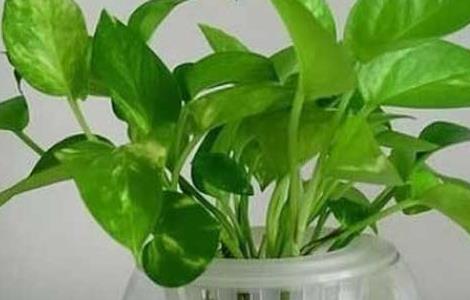 绿萝的繁殖方法 如何养绿萝的养殖方法