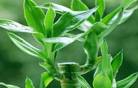 富贵竹的养殖方法和注意事项 富贵竹的养殖方法和注意事项水养怎样施肥