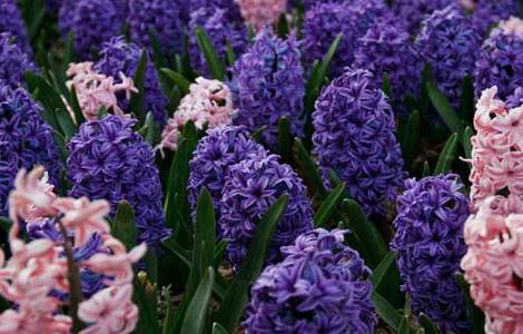 风信子种子怎么种 风信子种子怎么种水培